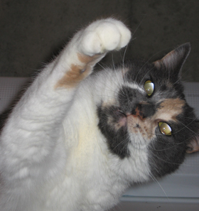 Missy 1